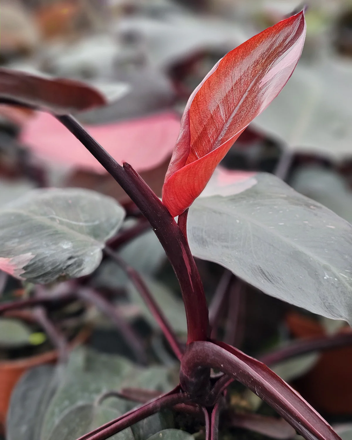 Philodendron 'Pink Princess' - 30-50 cm - Image 2
