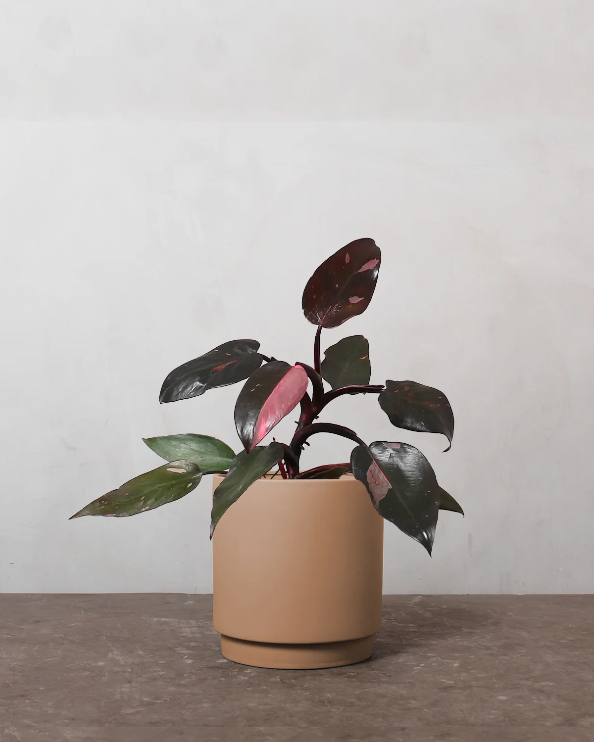 Philodendron 'Pink Princess' - 30-50 cm - Image 3