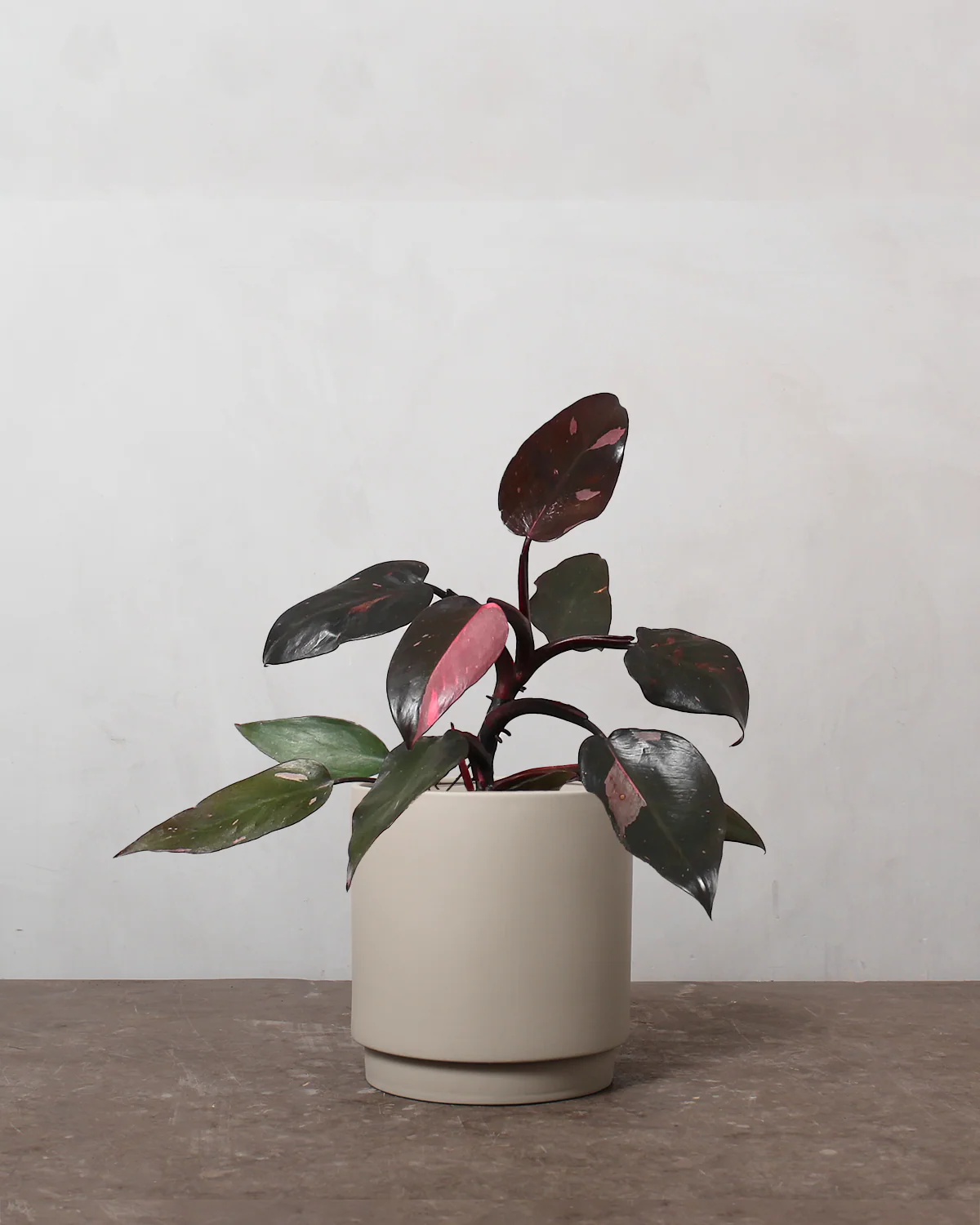 Philodendron 'Pink Princess' - 30-50 cm - Image 4