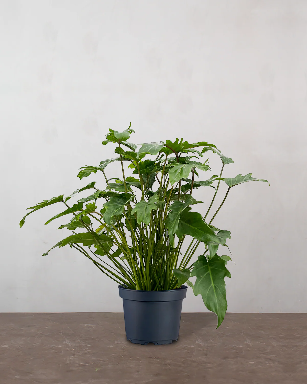 Philodendron 'Xanadu' - 60-80 cm