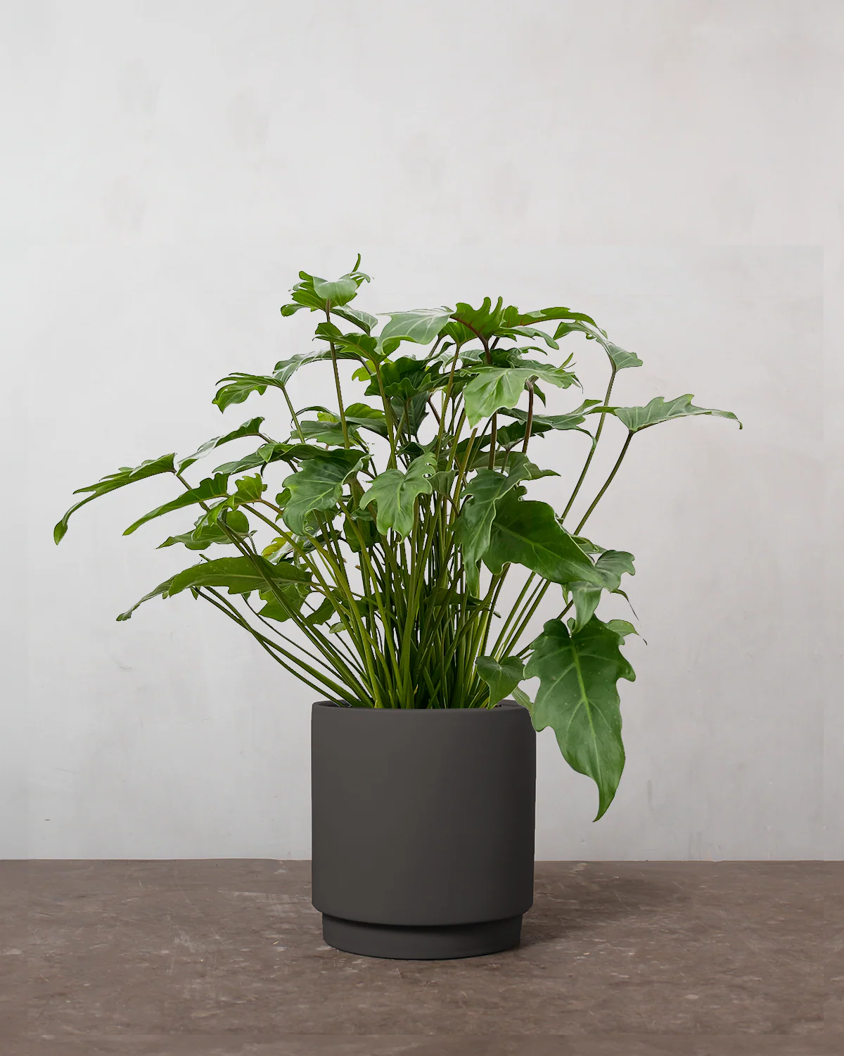 Philodendron 'Xanadu' - 60-80 cm - Image 5