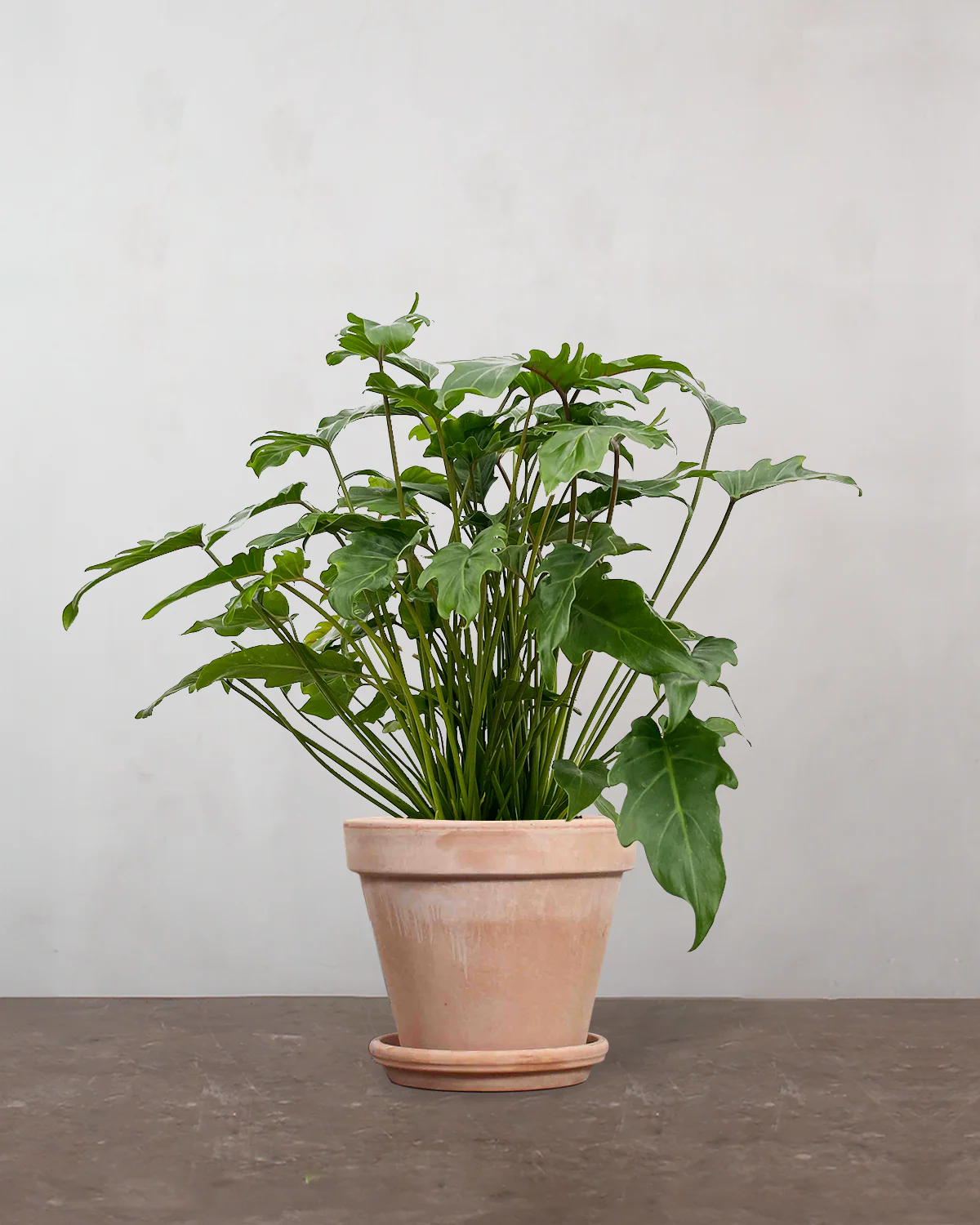 Philodendron 'Xanadu' - 60-80 cm - Image 6