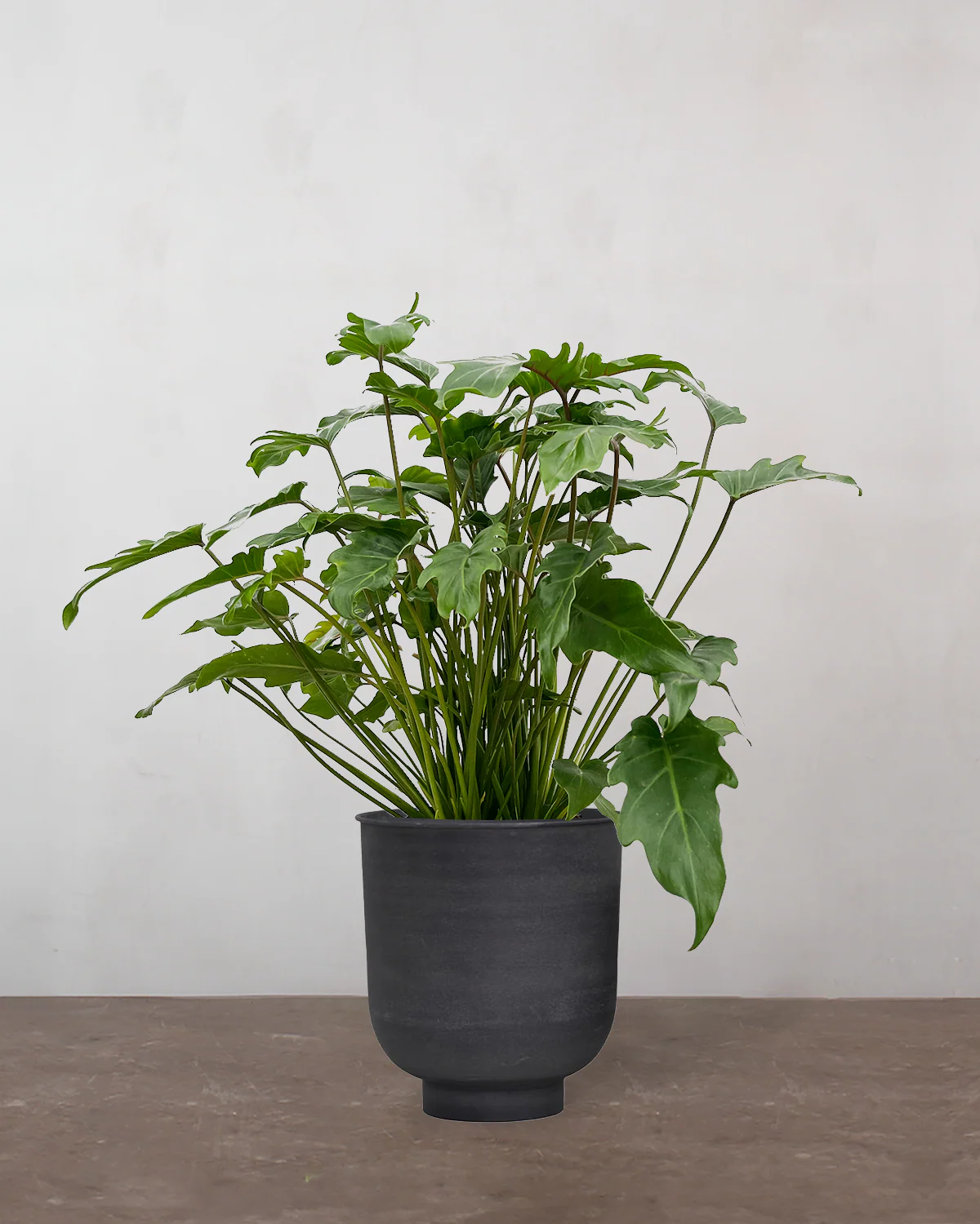 Philodendron 'Xanadu' - 60-80 cm - Image 7