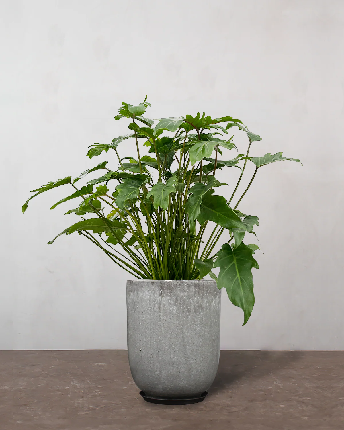 Philodendron 'Xanadu' - 60-80 cm - Image 8