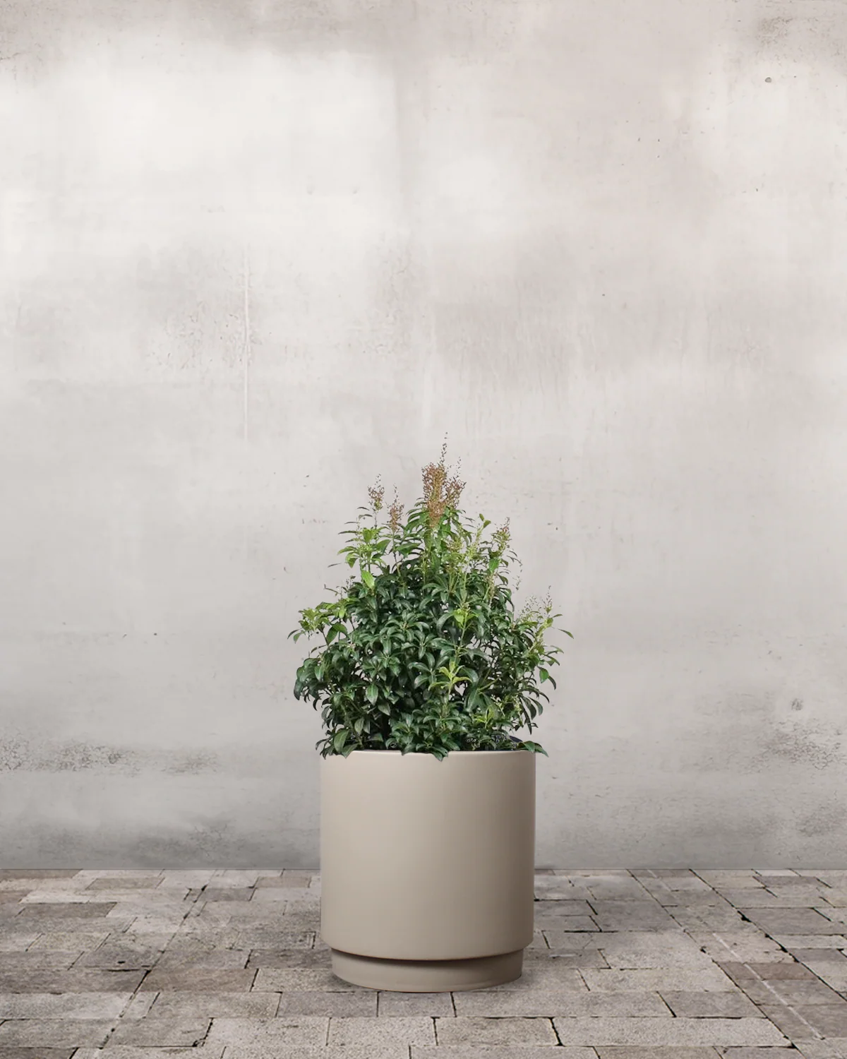 Pieris japonica 'Cupido' - 40-60 cm - Image 6