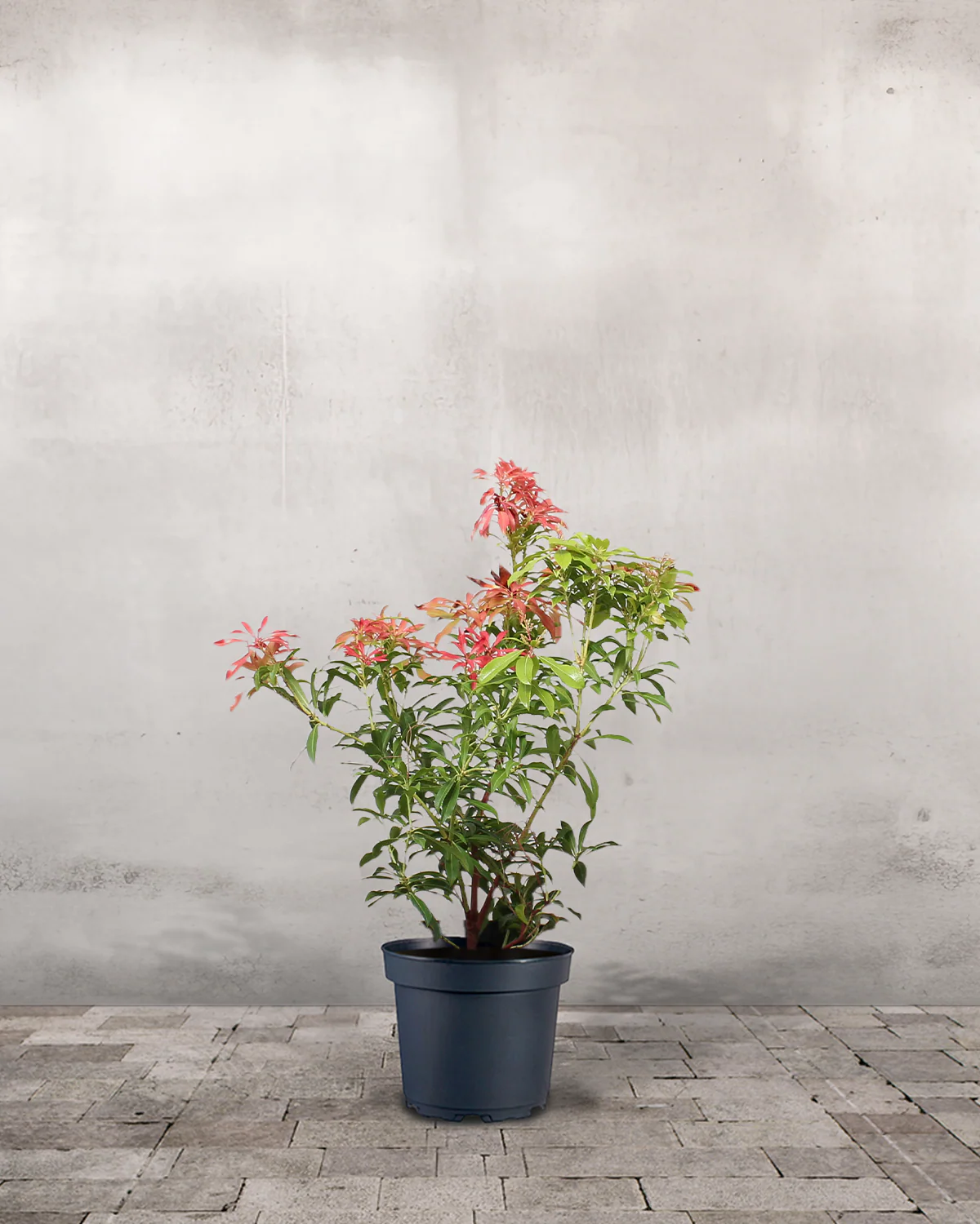 Pieris Japonica 'Forest Flame' - 40-60 cm