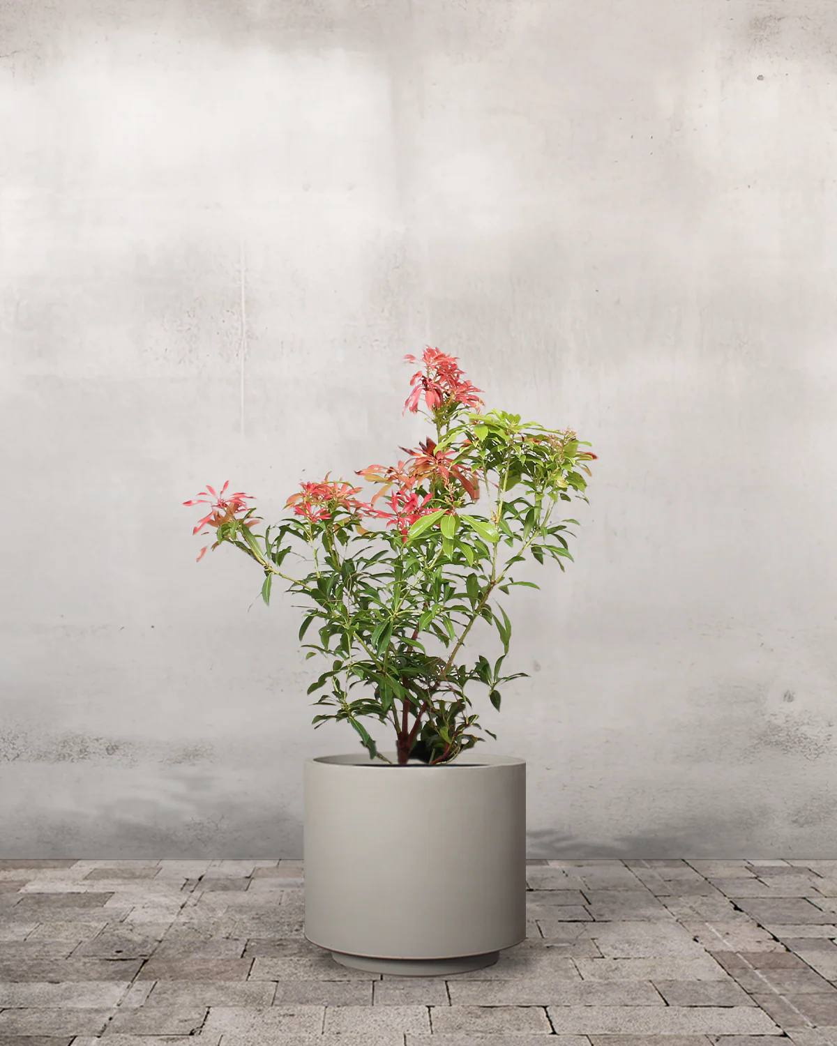 Pieris Japonica 'Forest Flame' - 40-60 cm - Image 5