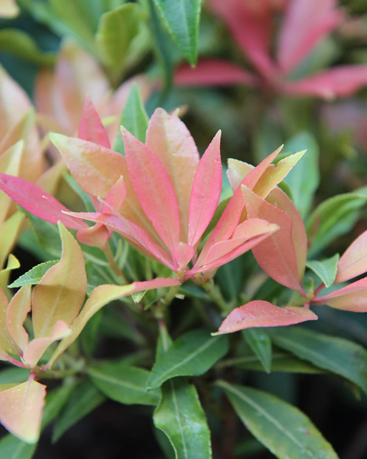 Pieris japonica 'Little Heath' - 40-60 cm - Image 4