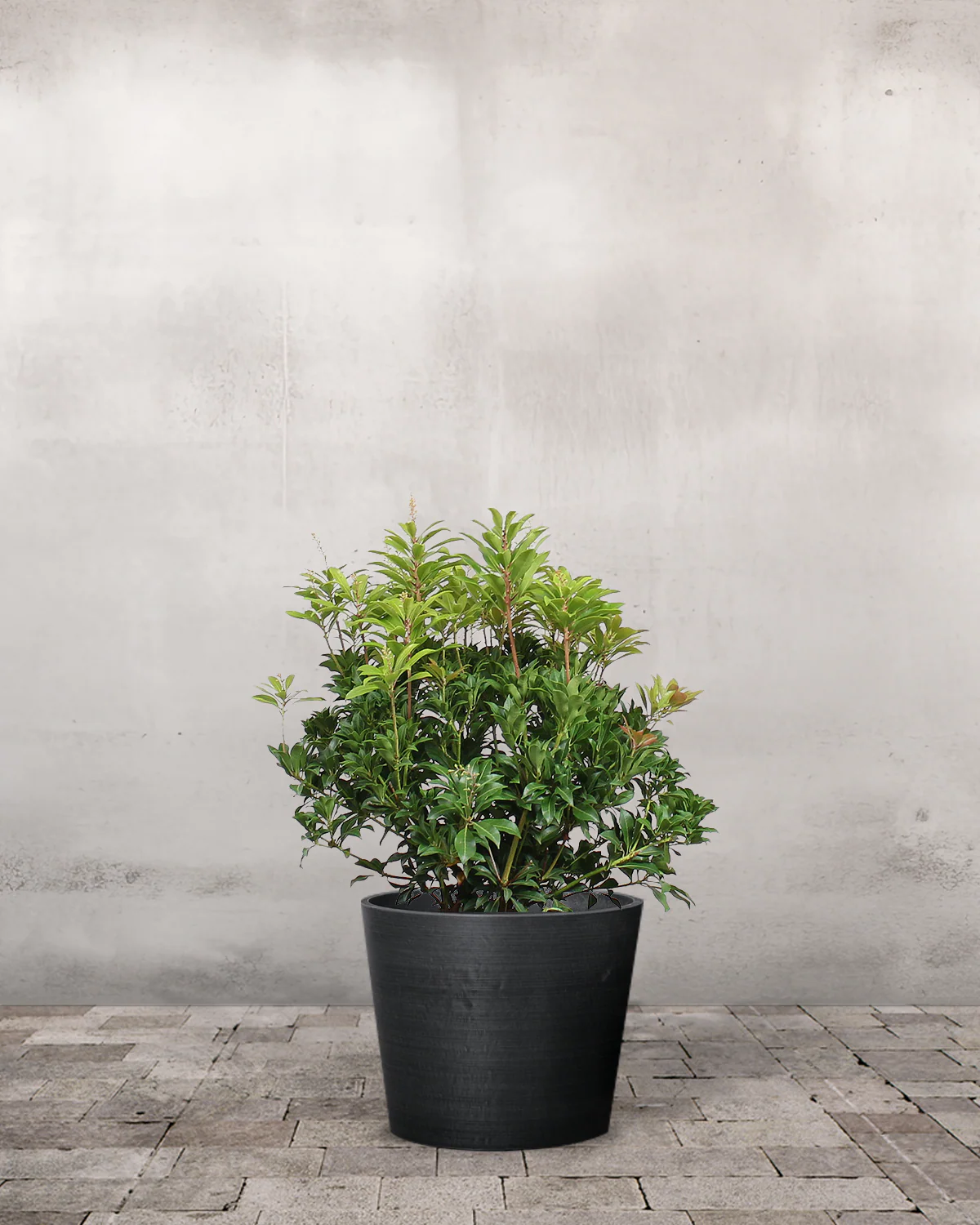 Pieris, Pieris japonica 'Mountain Fire' - 40-60 cm - Image 3