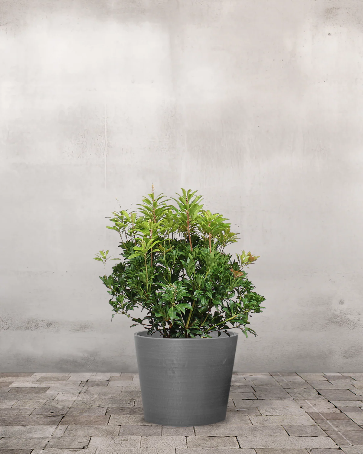 Pieris, Pieris japonica 'Mountain Fire' - 40-60 cm - Image 4