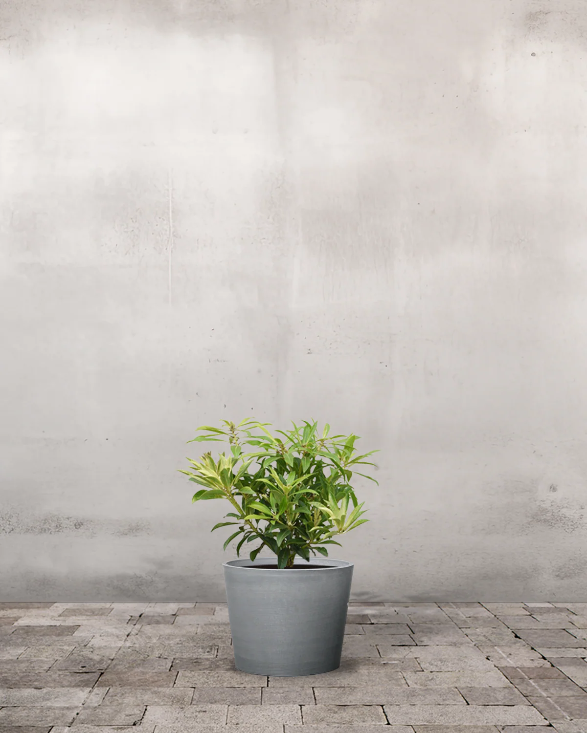 Pieris japonica 'Viking' - 20-40 cm - Image 3