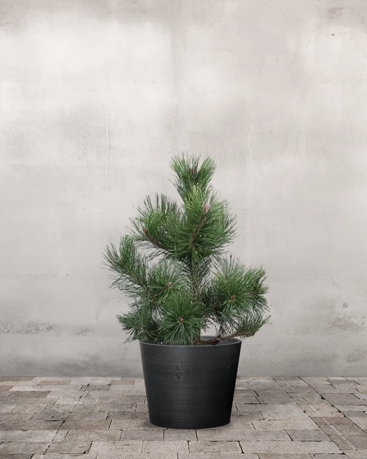 Fyr, Pinus uncinata - 70-90 cm - Image 3