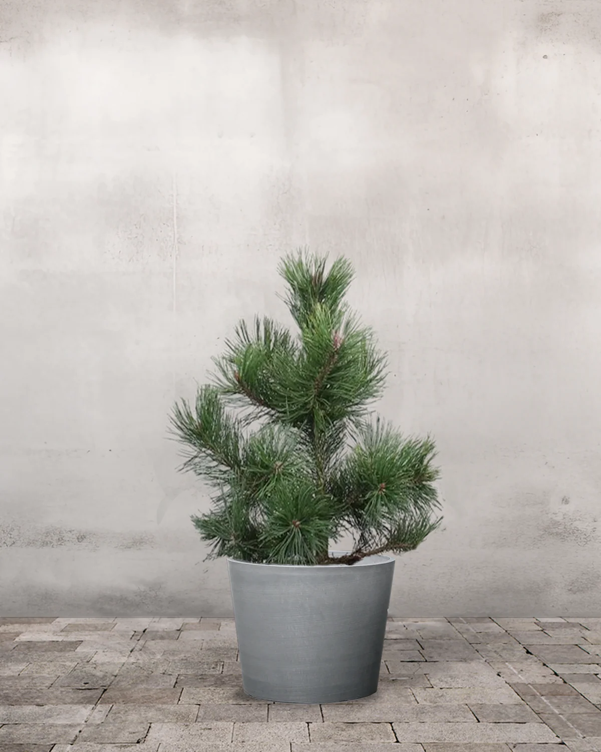 Fyr, Pinus uncinata - 70-90 cm - Image 4