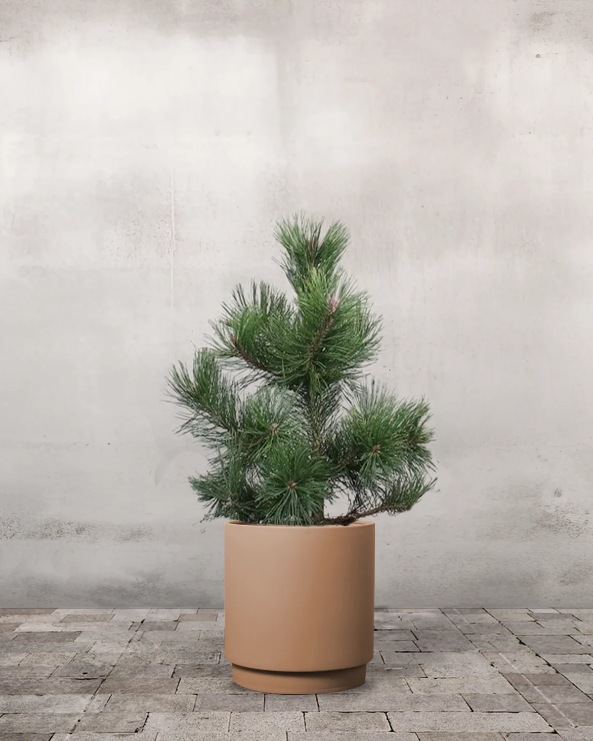Fyr, Pinus uncinata - 70-90 cm - Image 5