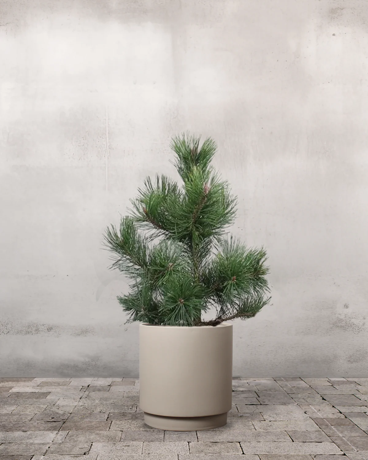 Fyr, Pinus uncinata - 70-90 cm - Image 6