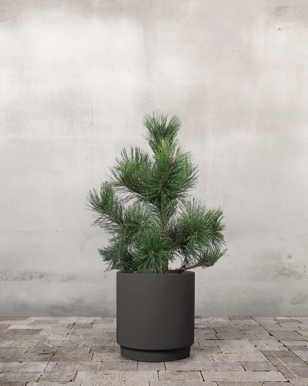 Fyr, Pinus uncinata - 70-90 cm - Image 7