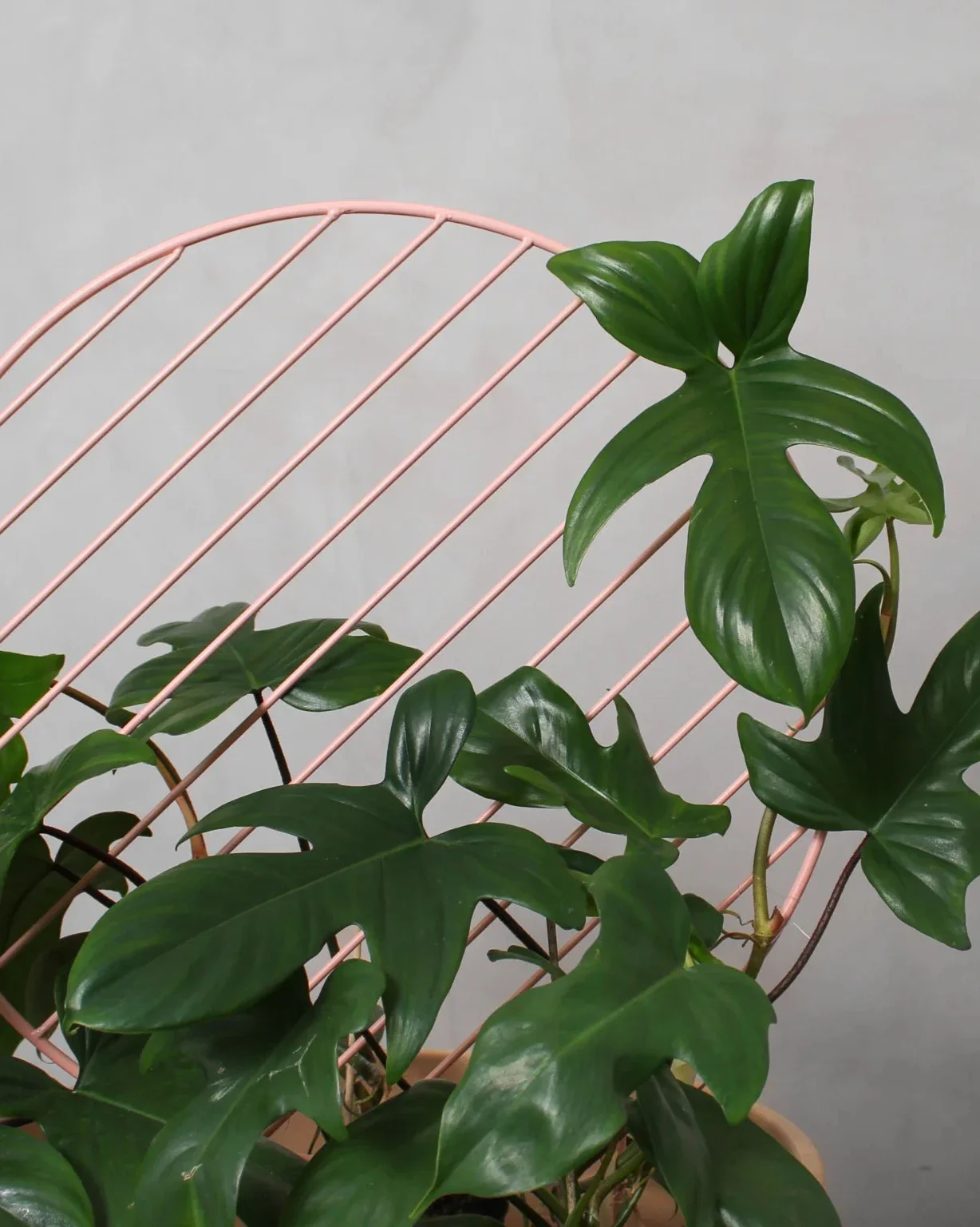 Plant Wall - Image 2