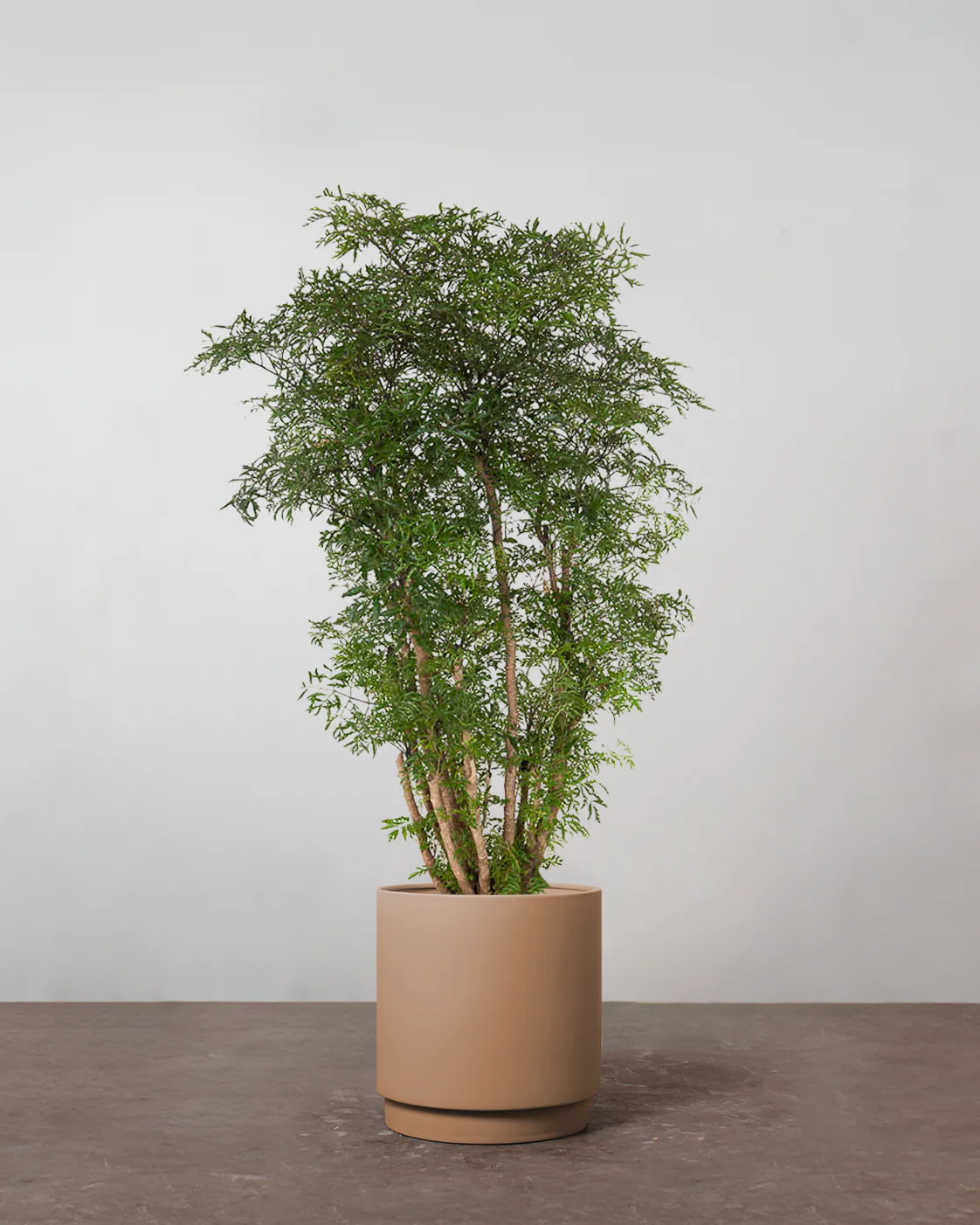 Polyscias Ming - 100-120 cm - Image 3