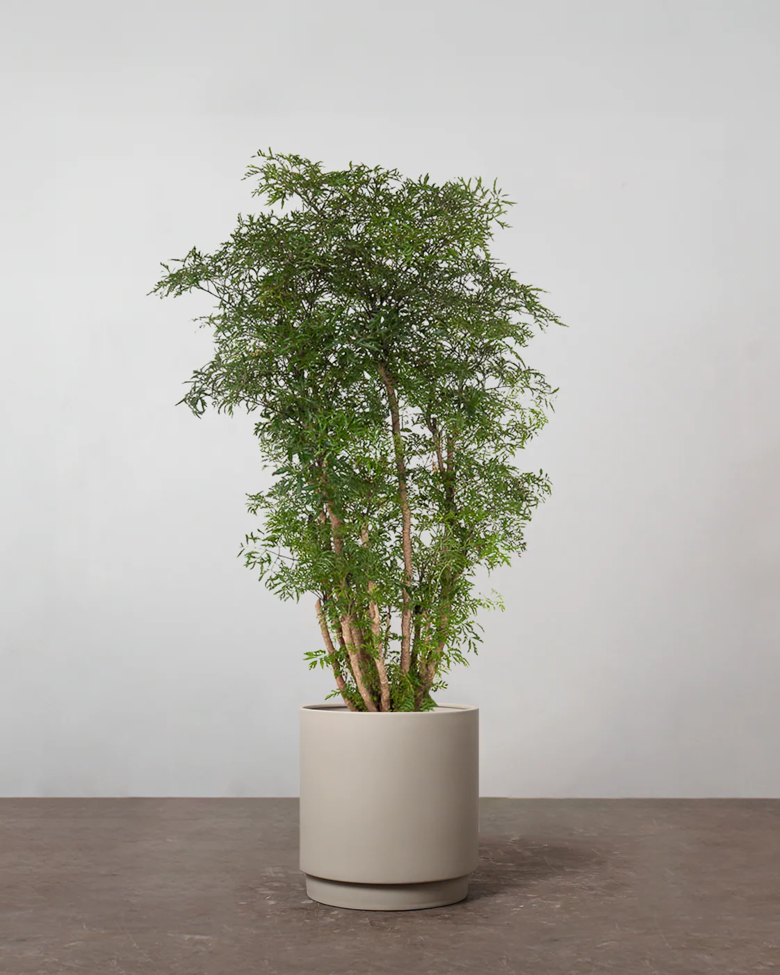 Polyscias Ming - 100-120 cm - Image 4