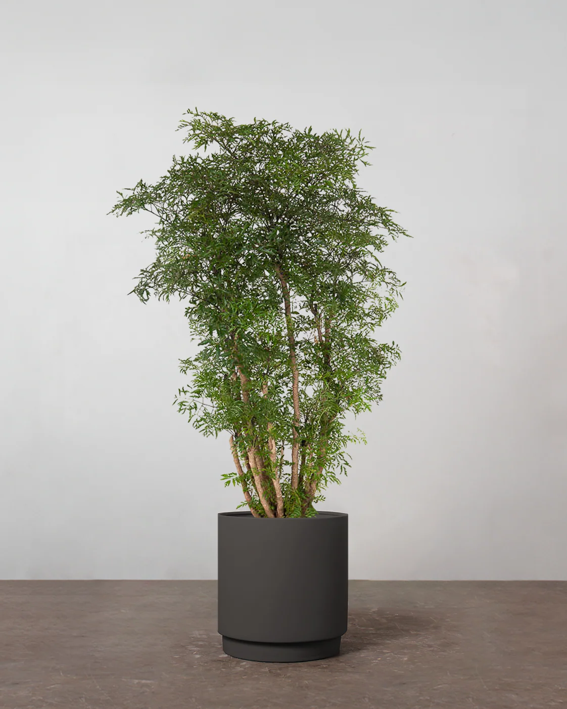 Polyscias Ming - 100-120 cm - Image 5
