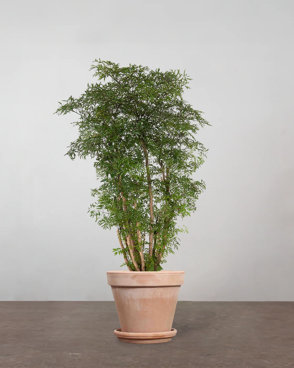 Polyscias Ming - 100-120 cm - Image 6