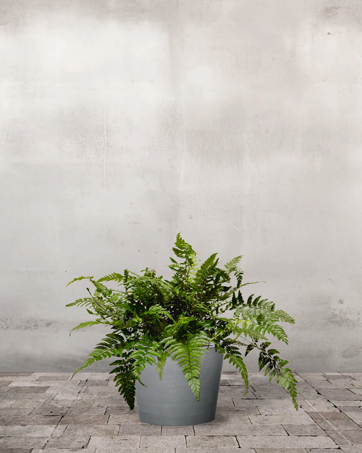 Skjoldbregne, Polystichum tsus-simense – 20-40 cm - Image 3
