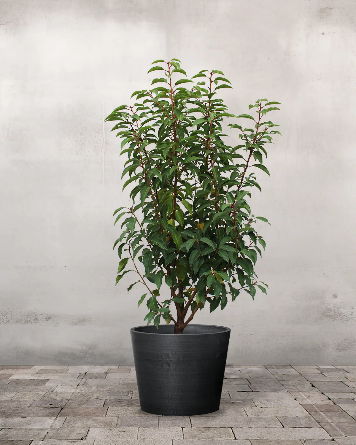 Portugisisk Kirsebærlaurbær, Prunus lusitanica - 80-100 cm - Image 2