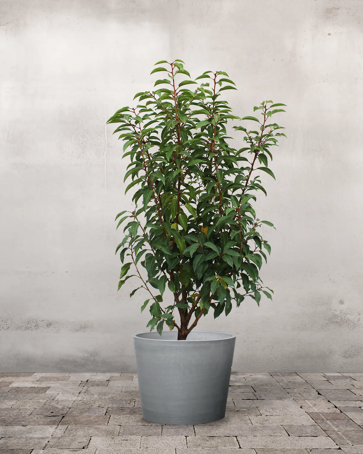 Portugisisk Kirsebærlaurbær, Prunus lusitanica - 80-100 cm - Image 3