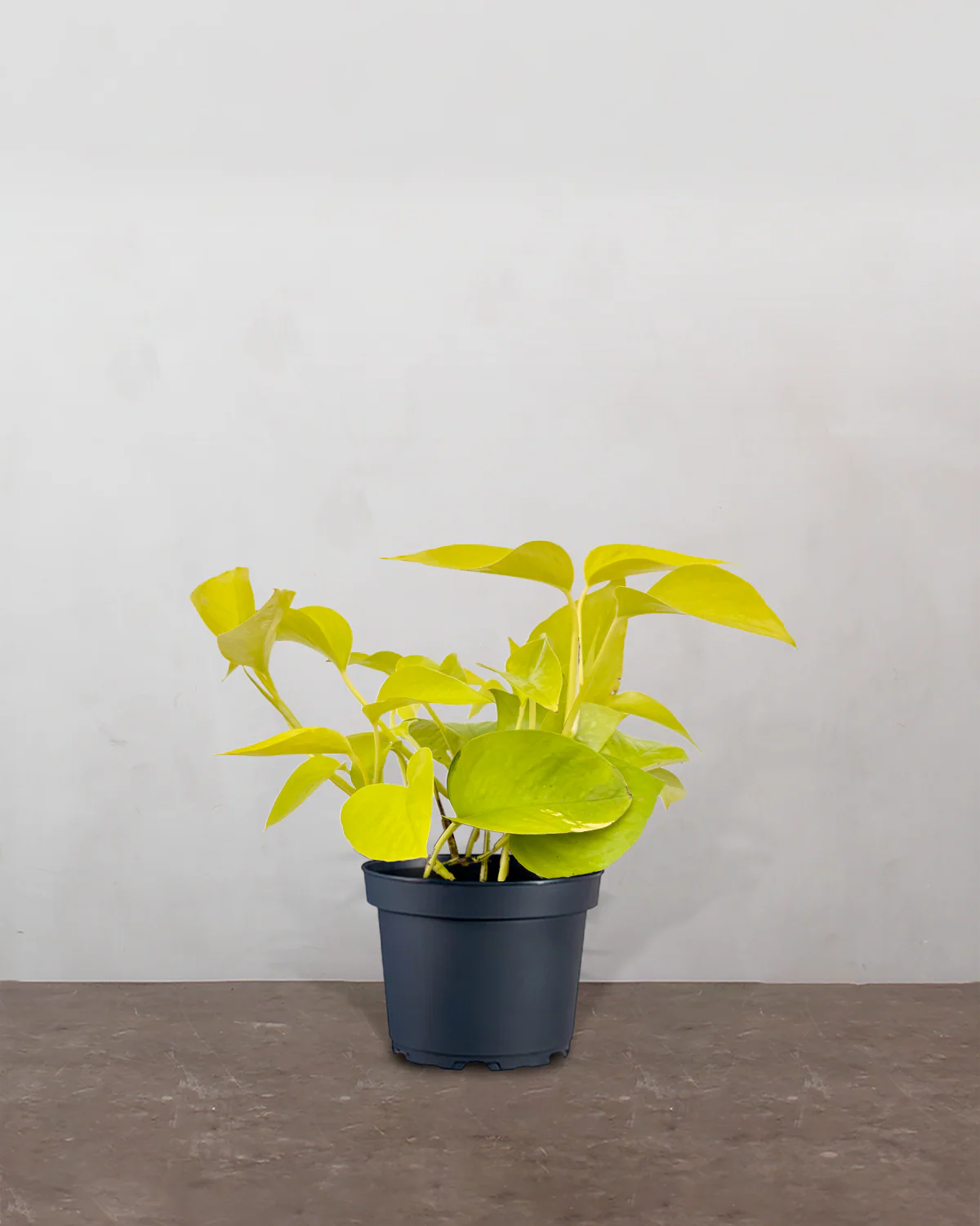 Pothos Neon - 25-35 cm