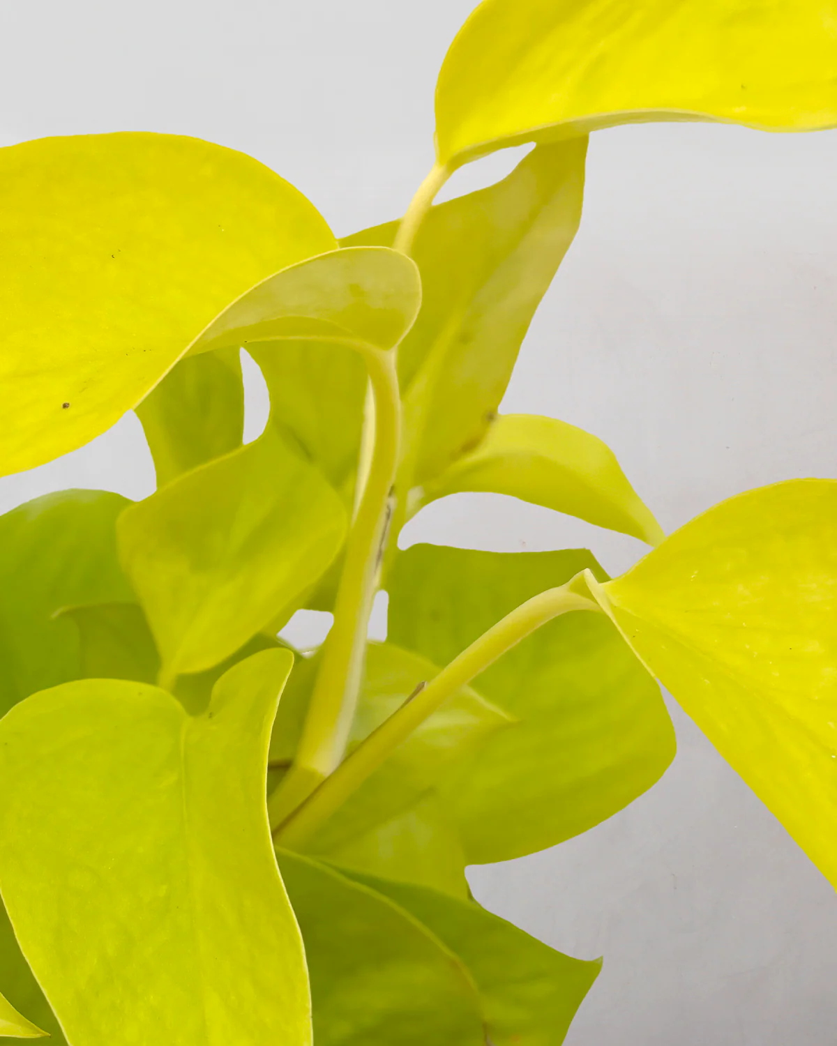 Pothos Neon - 25-35 cm - Image 2