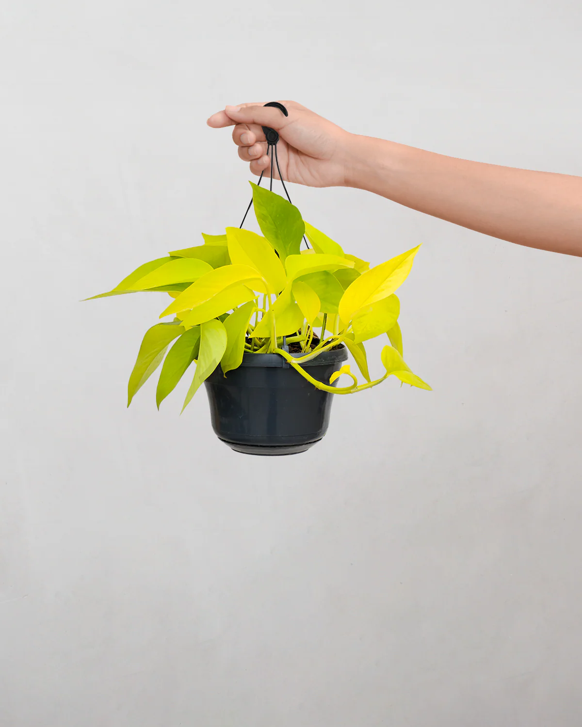 Pothos Neon - 25-35 cm - Image 3