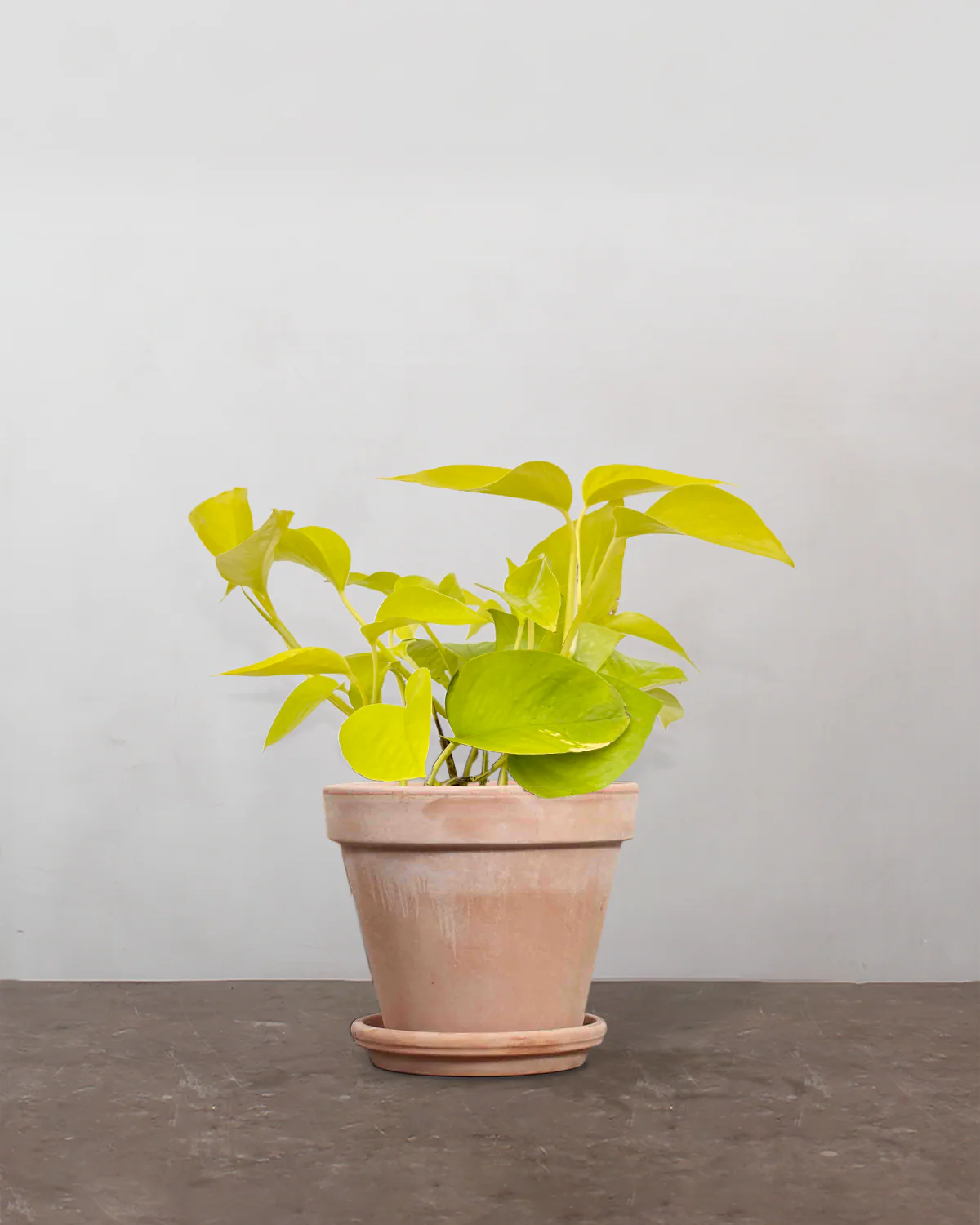 Pothos Neon - 25-35 cm - Image 7