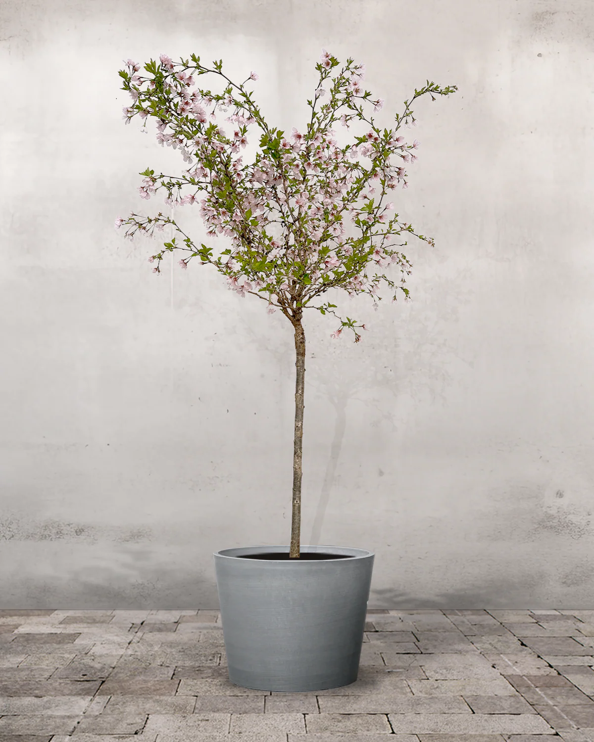 Prydkirsebær, Prunus incisa 'Kojou no mai' - 120-140 cm - Image 4