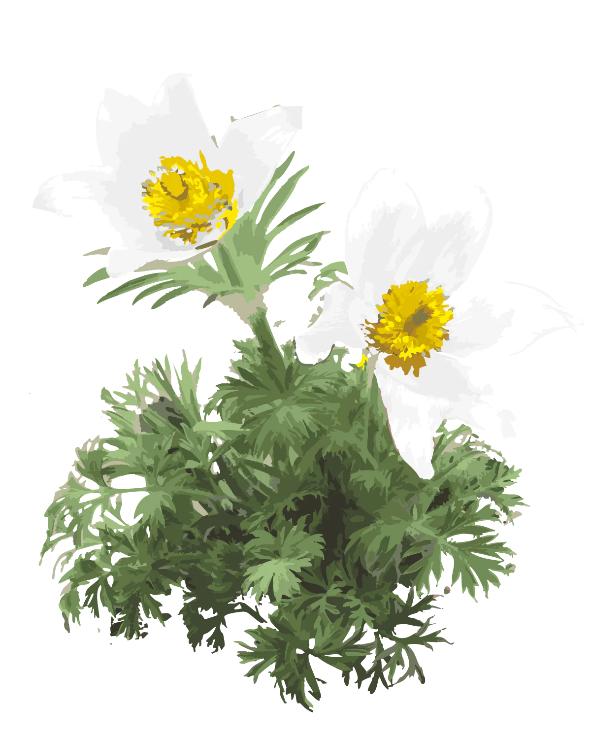 Kobjælde, Pulsatilla vulgaris 'Alba' – 15-30 cm