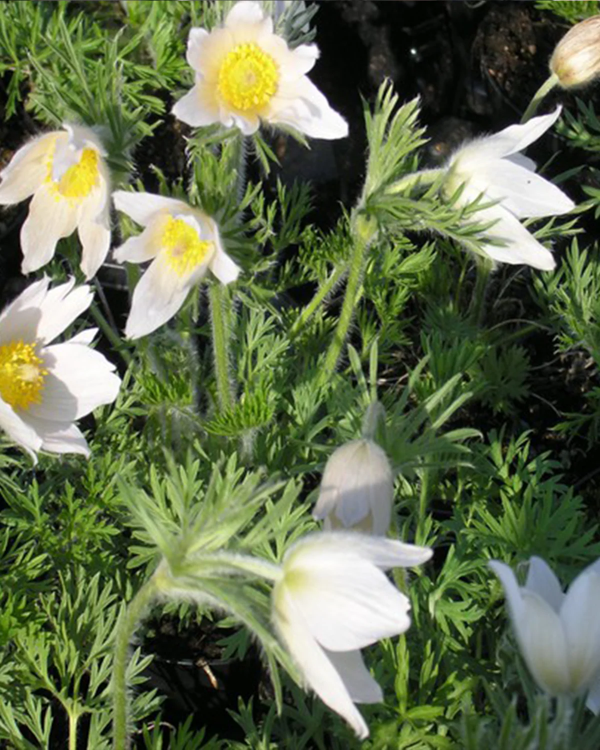 Kobjælde, Pulsatilla vulgaris 'Alba' – 15-30 cm - Image 2
