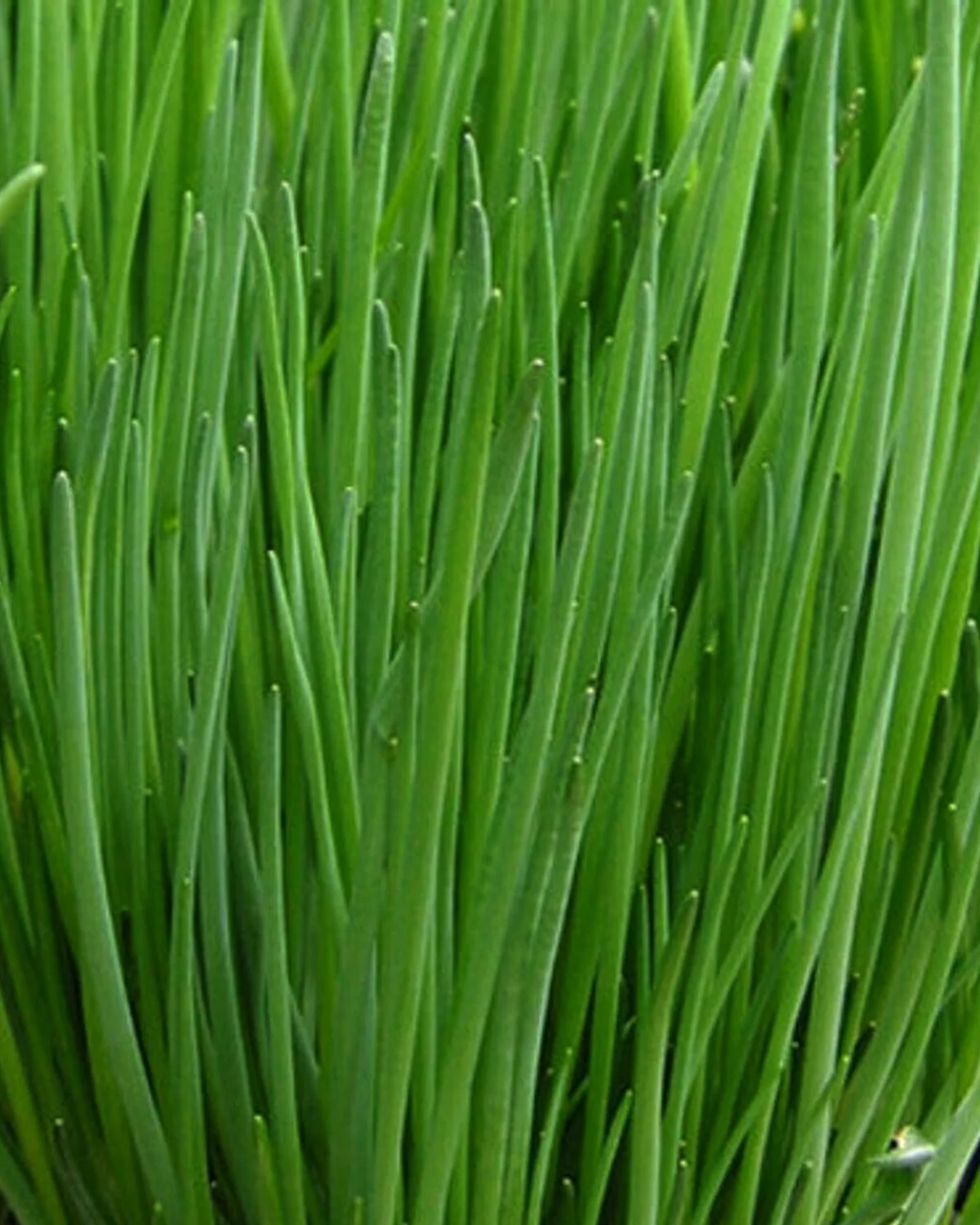 Purløg (Allium schoenoprasum) - Image 2