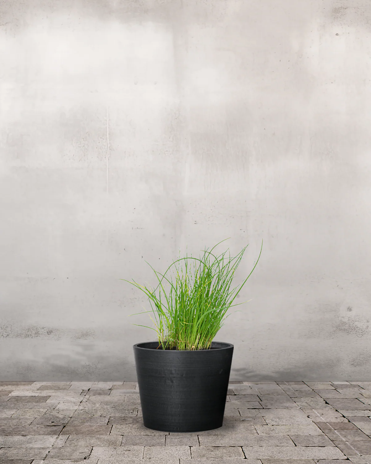Purløg (Allium schoenoprasum) - Image 3