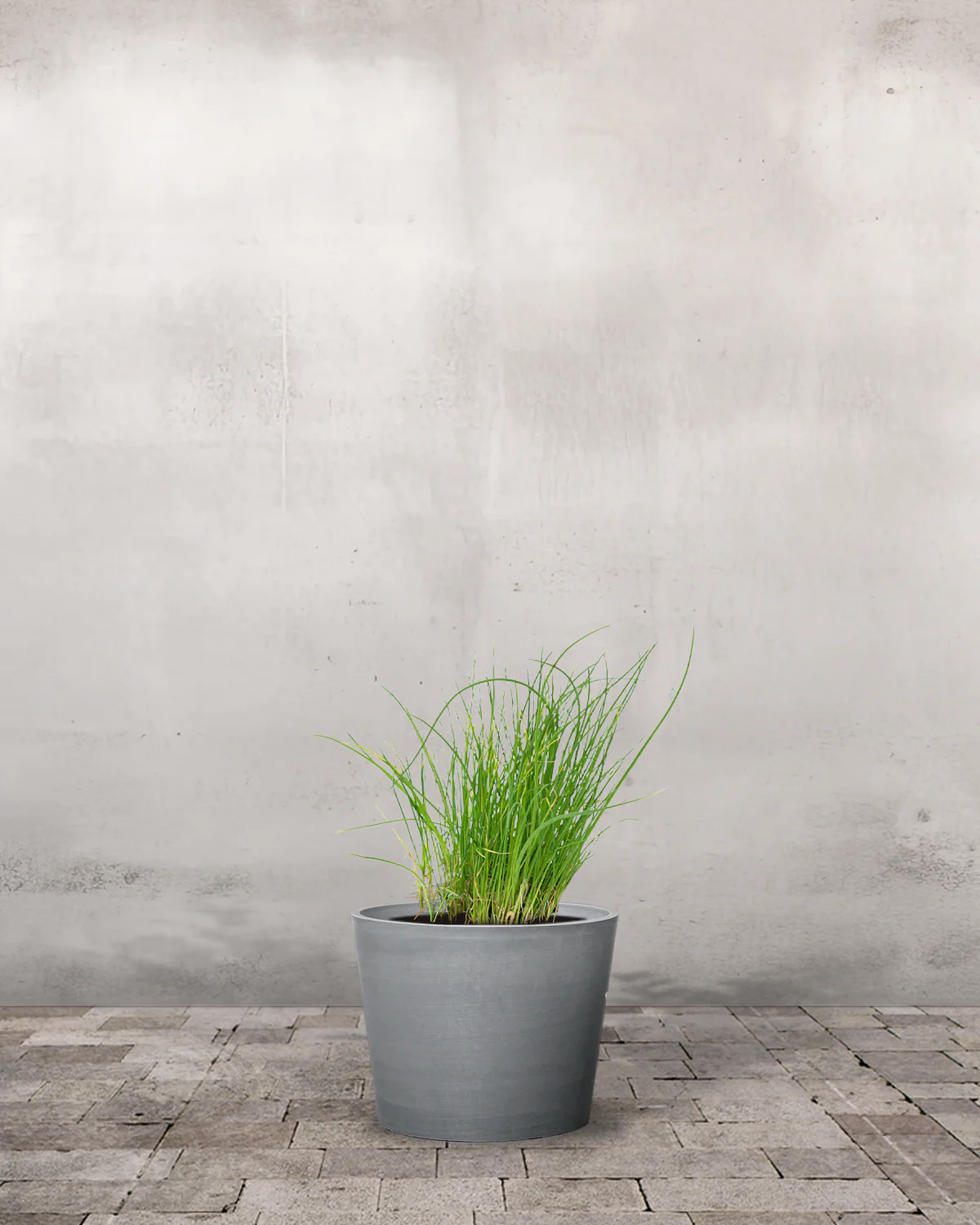 Purløg (Allium schoenoprasum) - Image 4