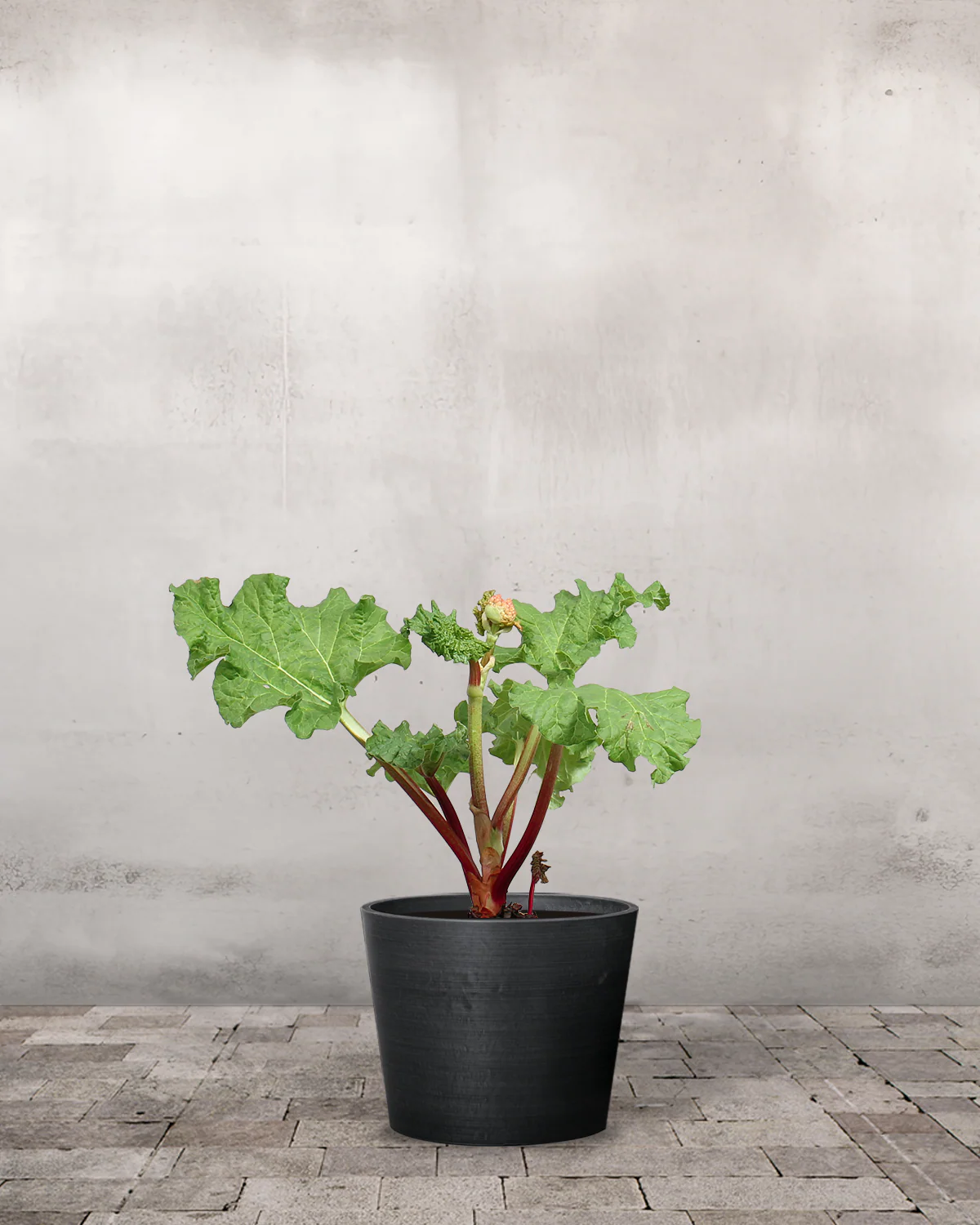 Rabarber, Rheum 'Elmsblitz' - 20-40 cm - Image 3