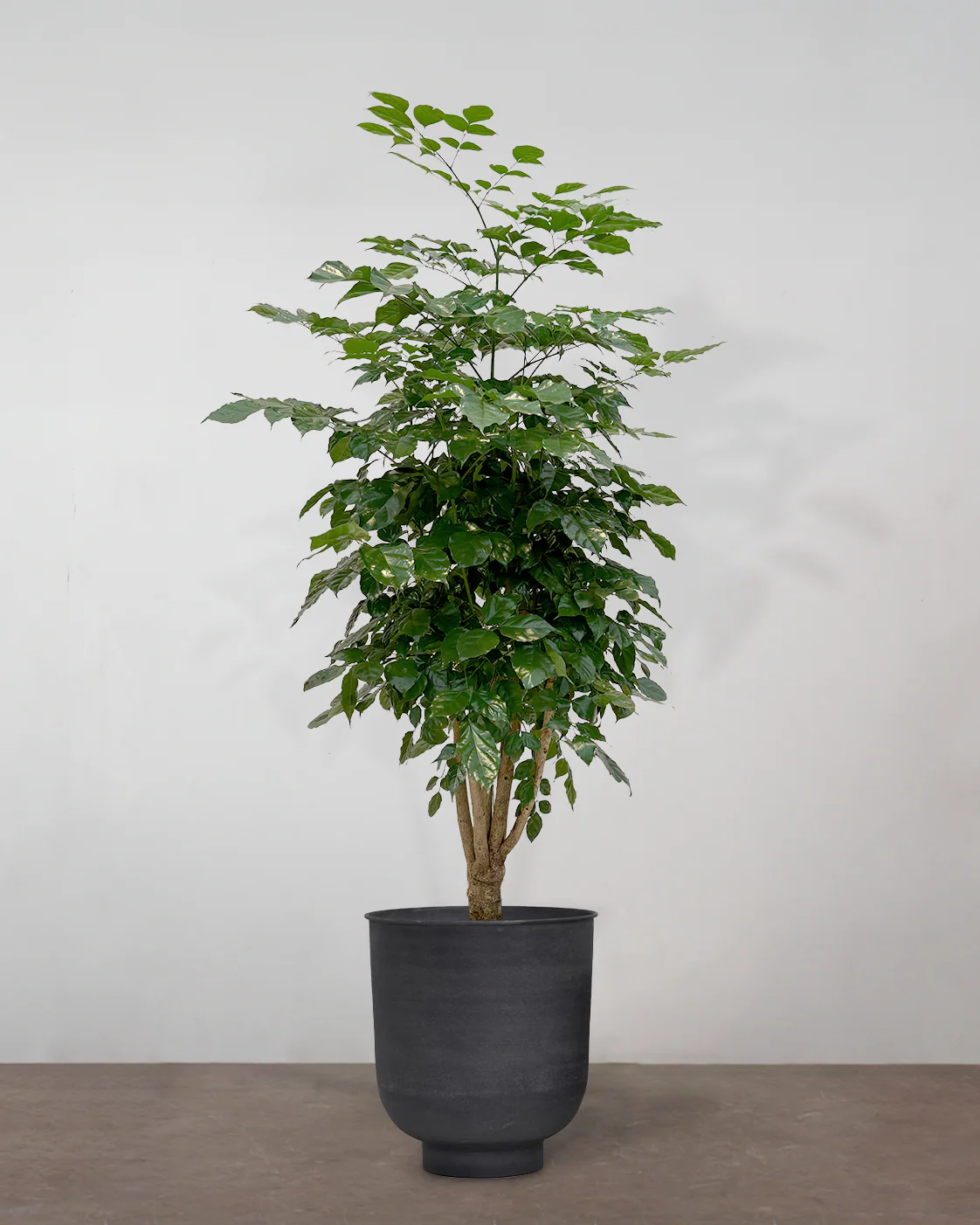 Radermachera Hainanensis - 160-180 cm - Image 7