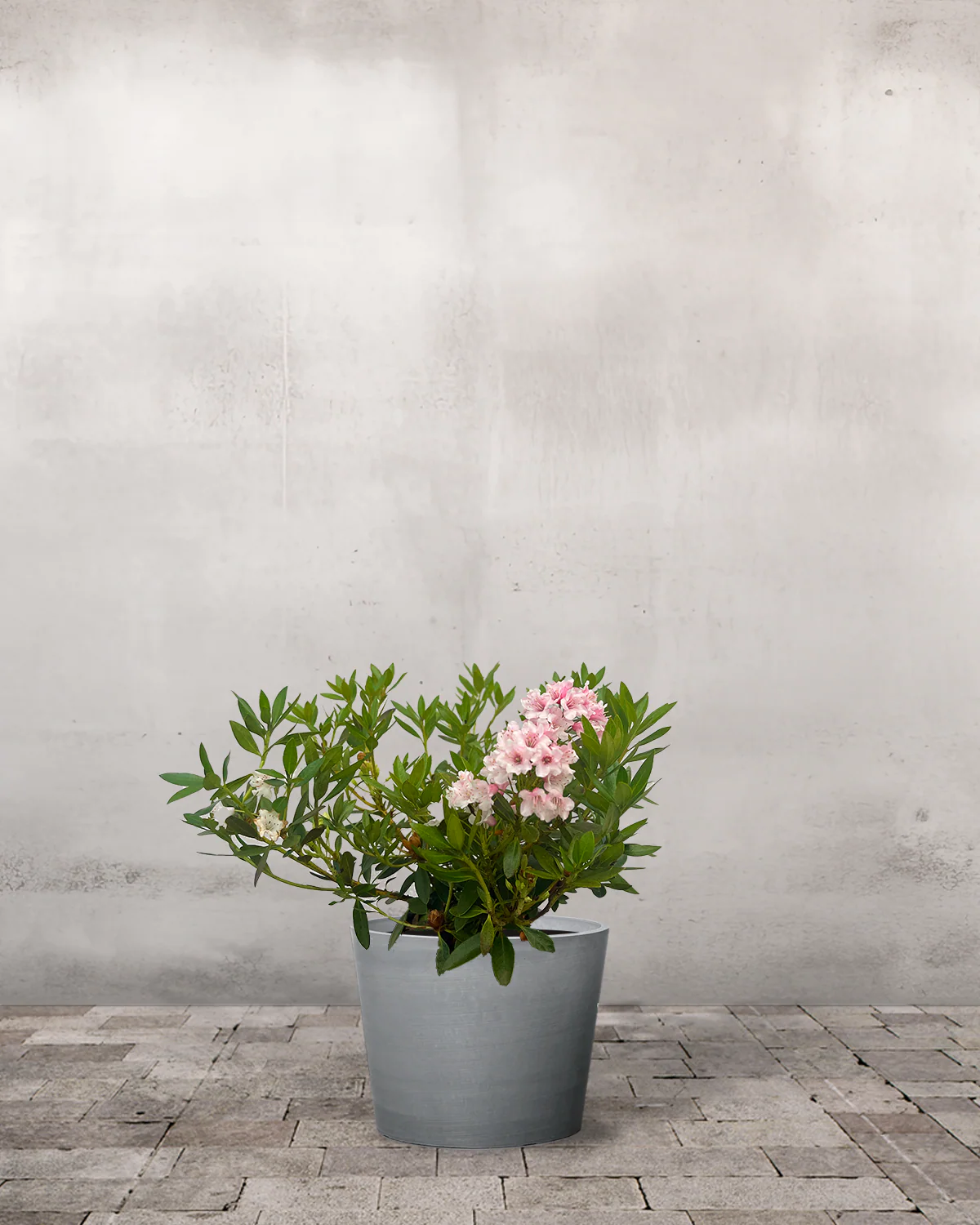 Rhododendron, Rhododendron 'Bloombux' - 30-50 cm - Image 3