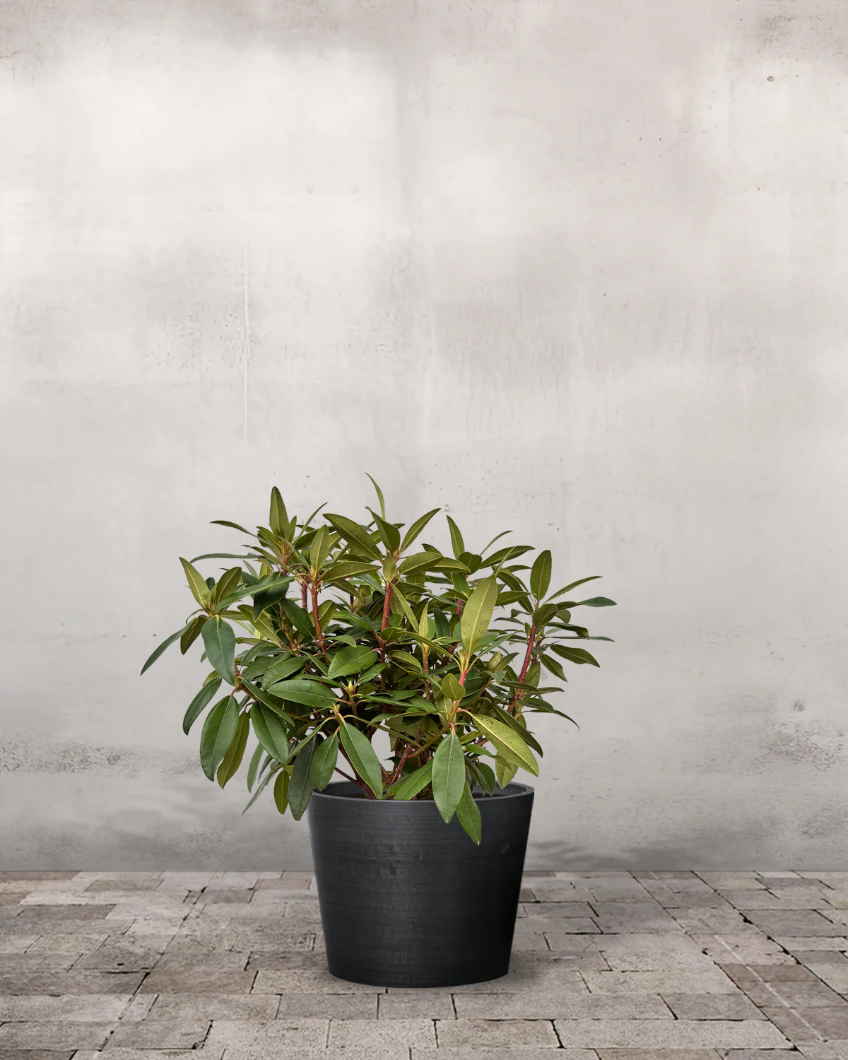 Rhododendron 'Marcel Menard' - 40-60 cm - Image 2