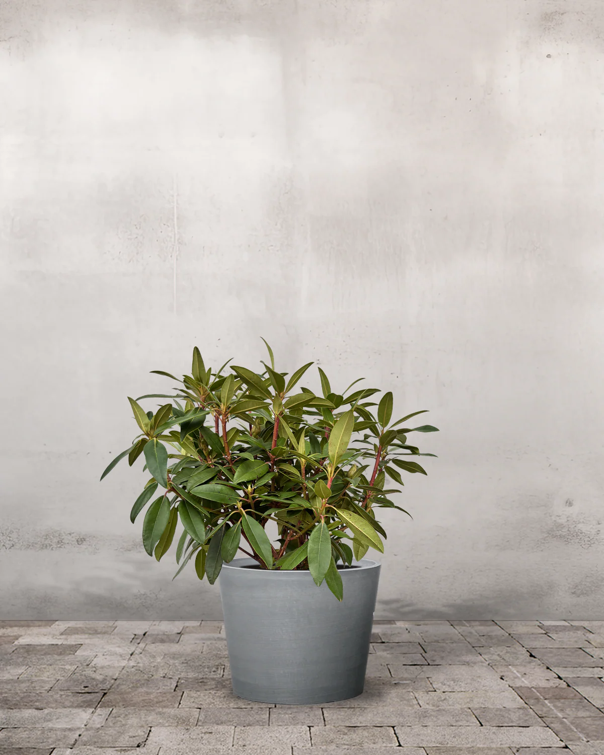 Rhododendron 'Marcel Menard' - 40-60 cm - Image 3