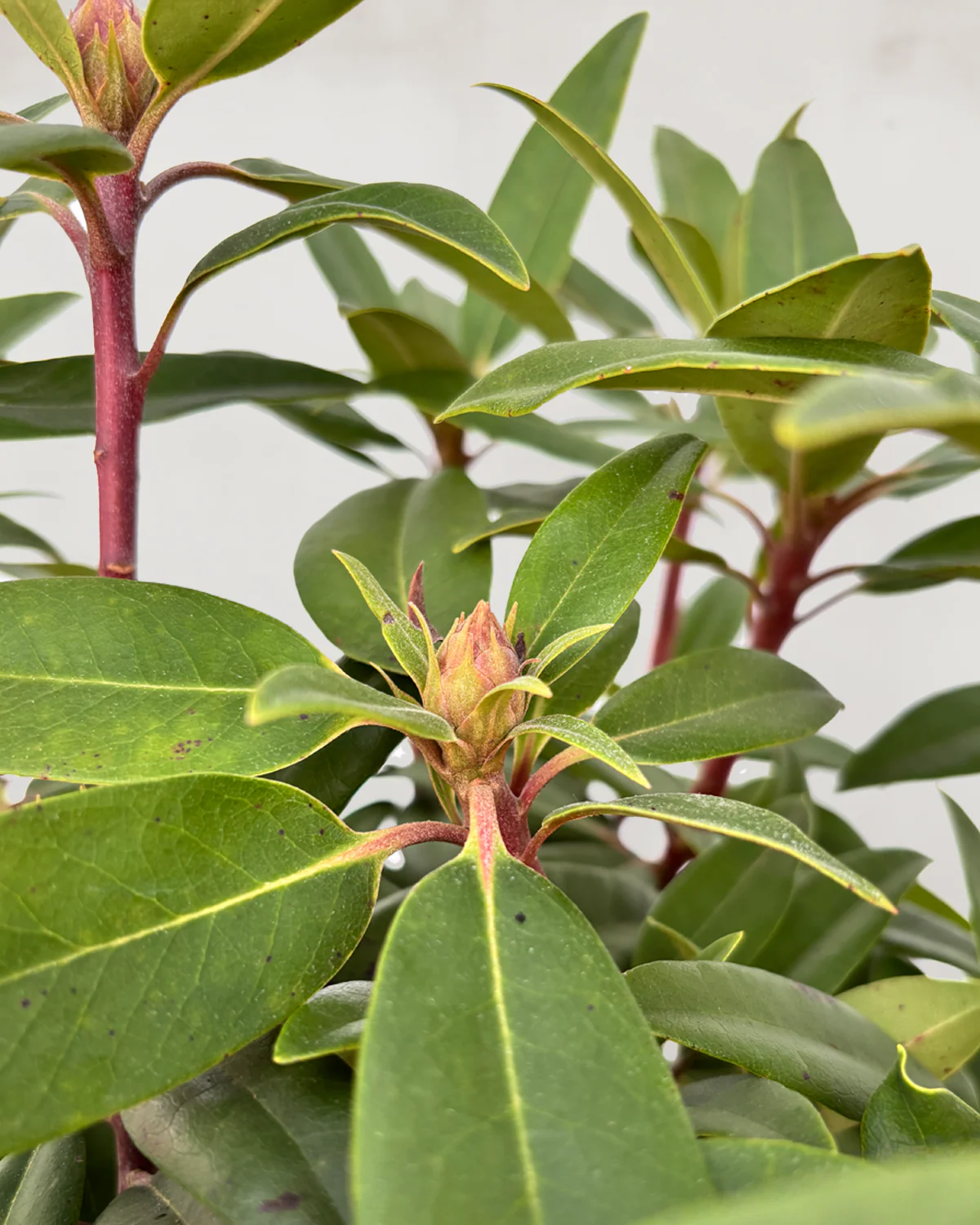 Rhododendron 'Marcel Menard' - 40-60 cm - Image 4