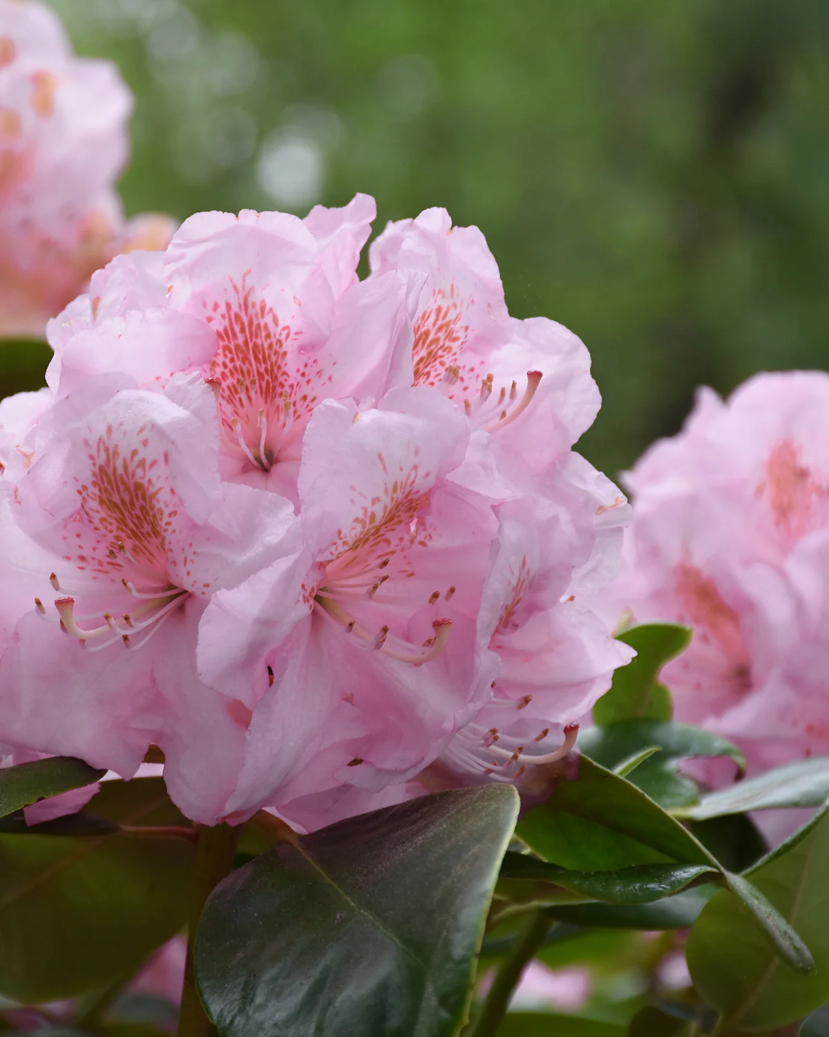 Rhododendron yakushimanum 'Silberwolke' - 60-80 cm - Image 2
