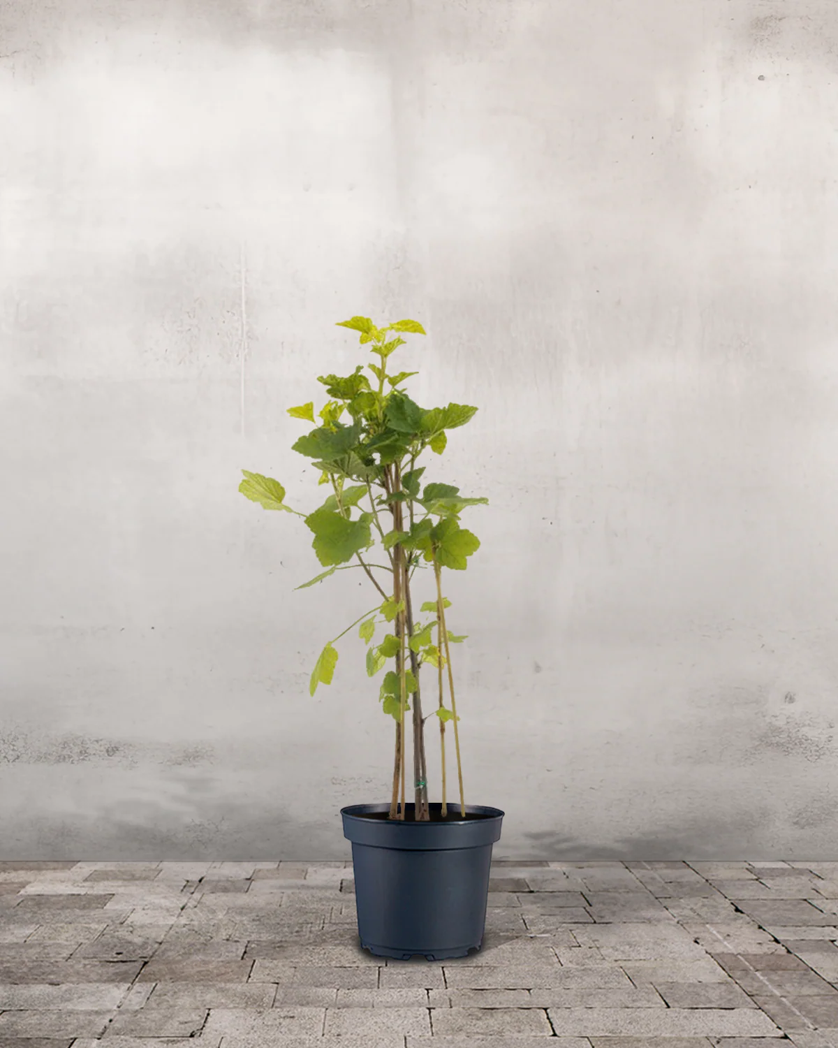 Ribs, Ribes rubrum 'Rovada' - 60-80 cm