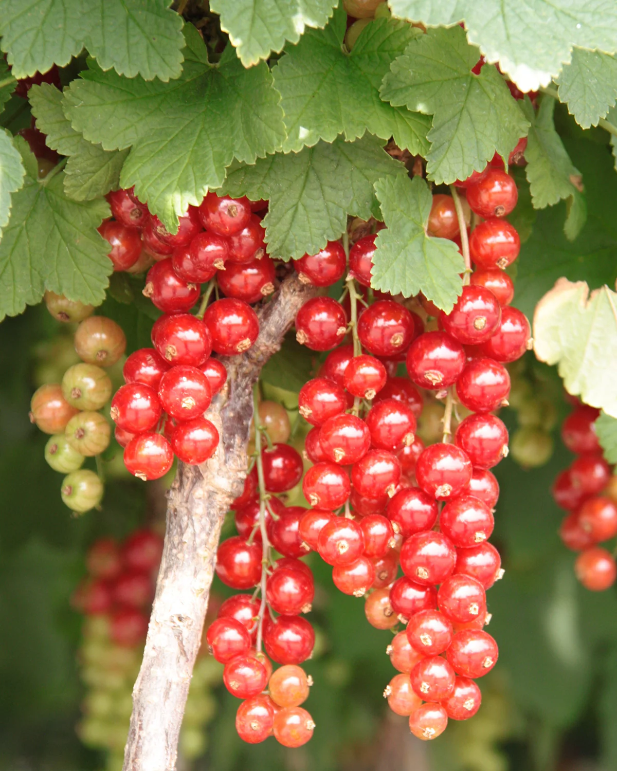 Ribs, Ribes rubrum 'Rovada' - 60-80 cm - Image 2