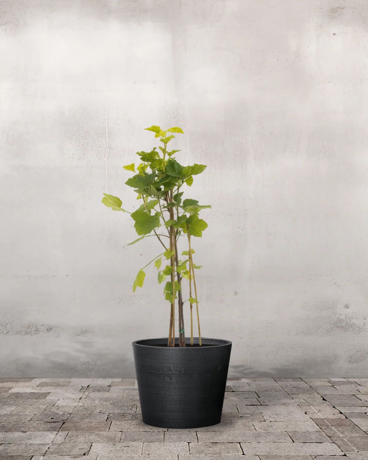 Ribs, Ribes rubrum 'Rovada' - 60-80 cm - Image 3