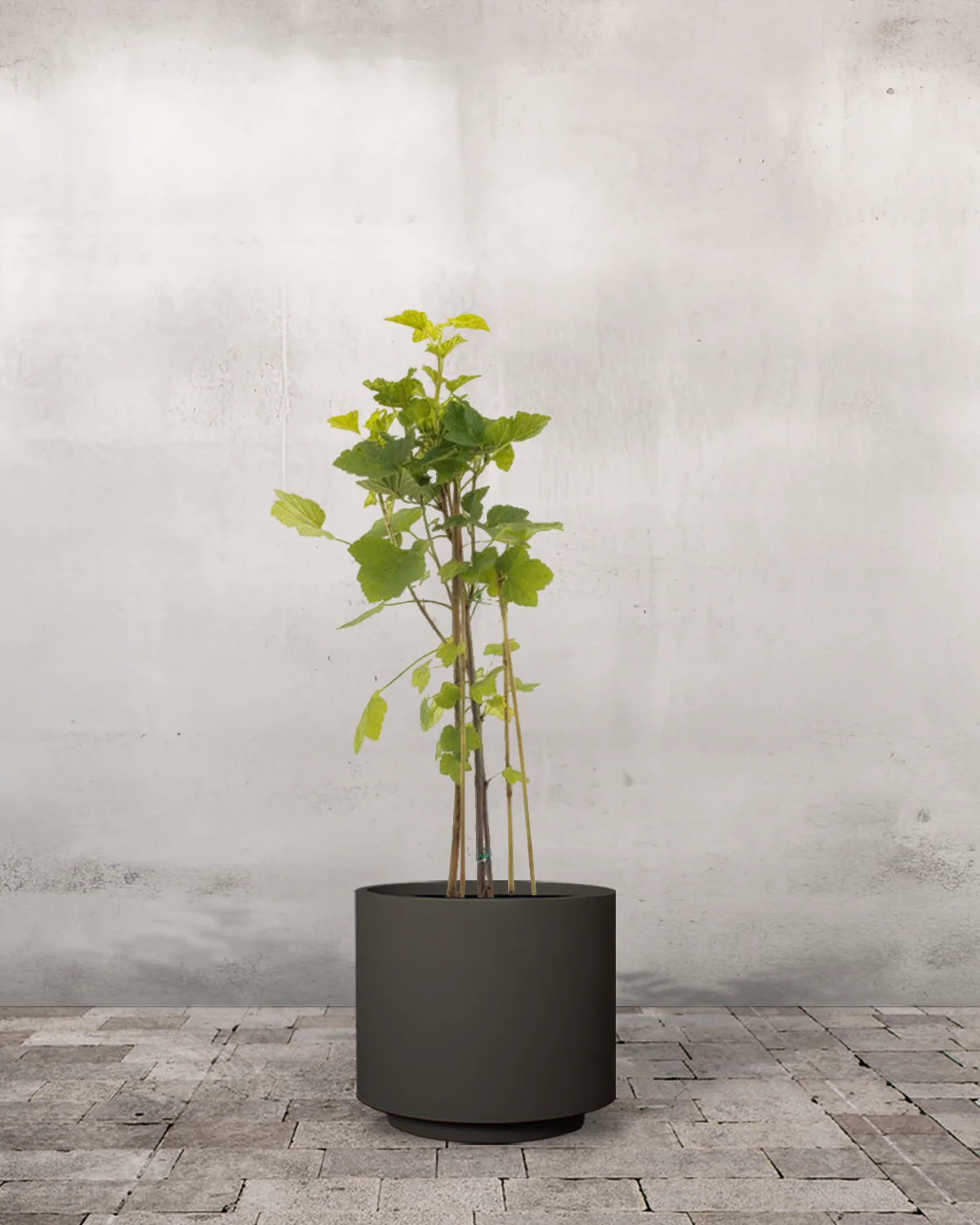 Ribs, Ribes rubrum 'Rovada' - 60-80 cm - Image 7