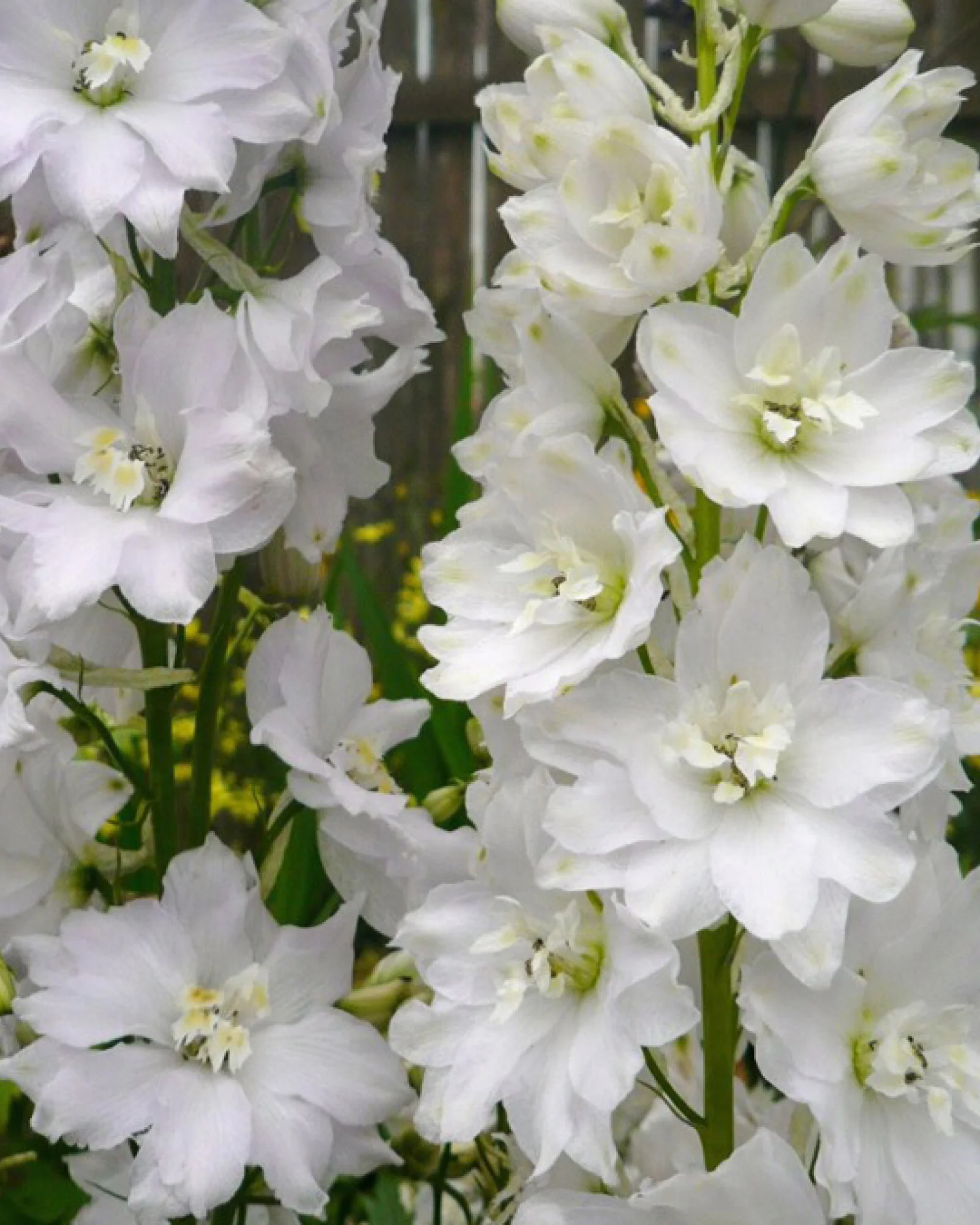 Ridderspore, Delphinium 'Magic Fountain' (hvid) - 13 cm potte
